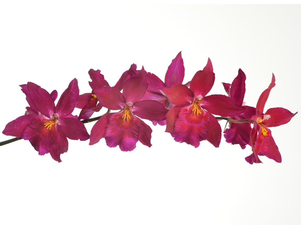 Oncidopsis Enzan Fantasy – Intermediate Hybrid Oncidopsis Orchid ...