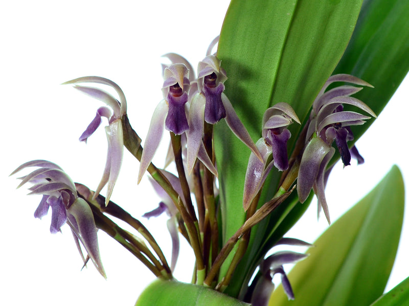 Maxillaria multicaulis