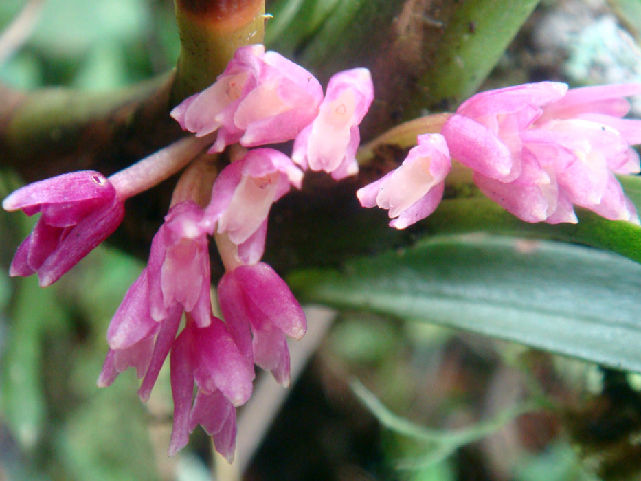 Ornithidium nubigenum