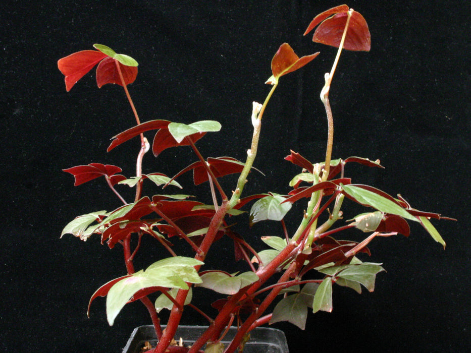 Oxalis vulcanicola