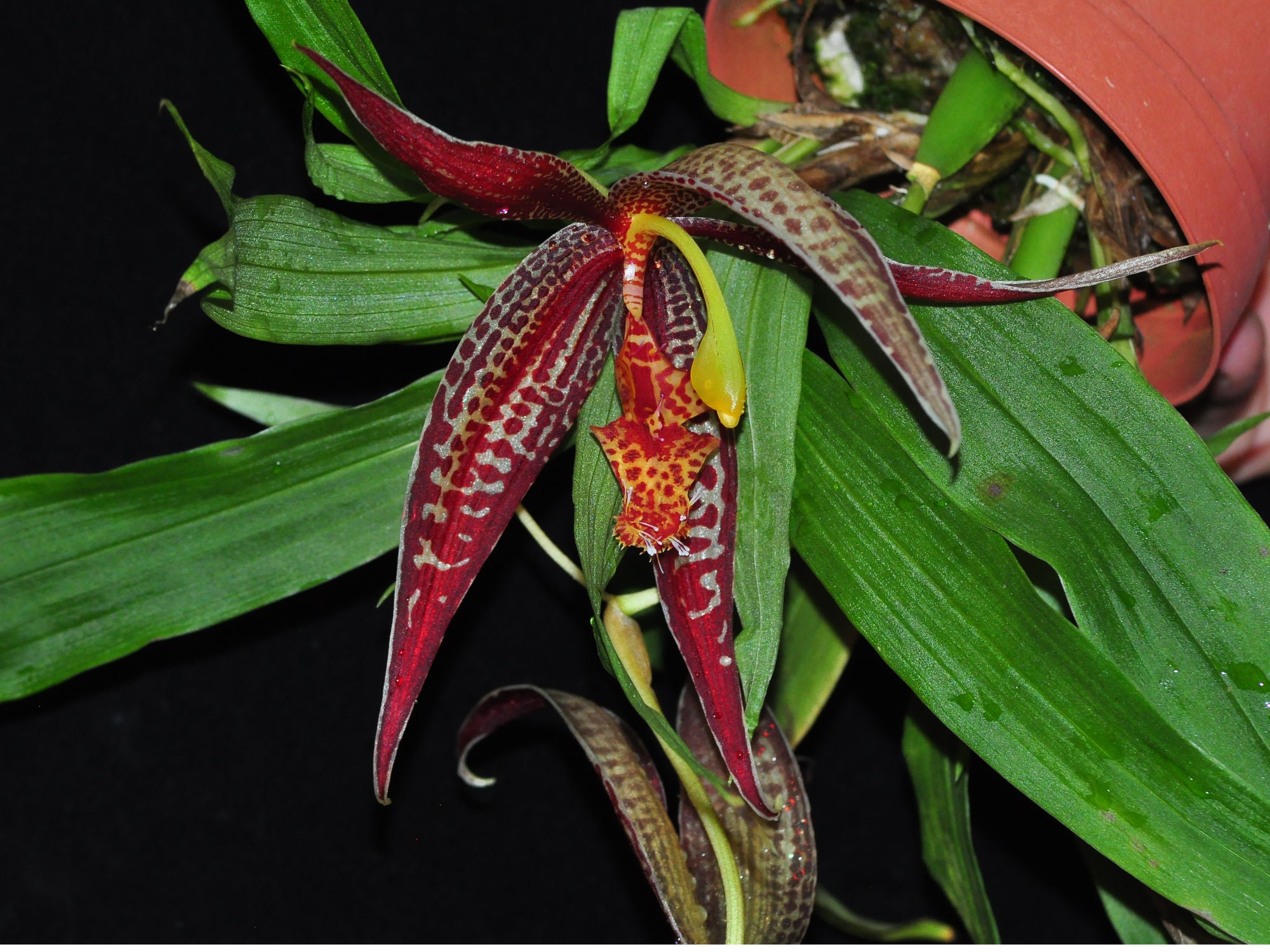 Paphinia posadarum