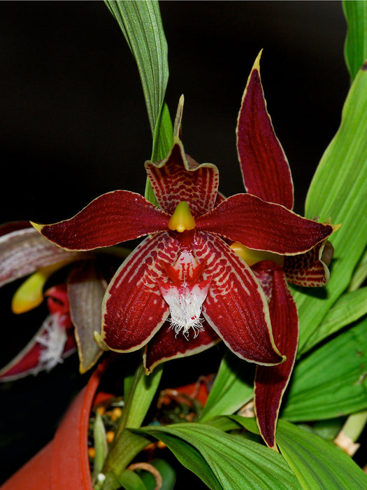 Paphinia cristata