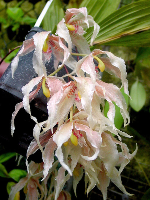 Paphinia herrerae