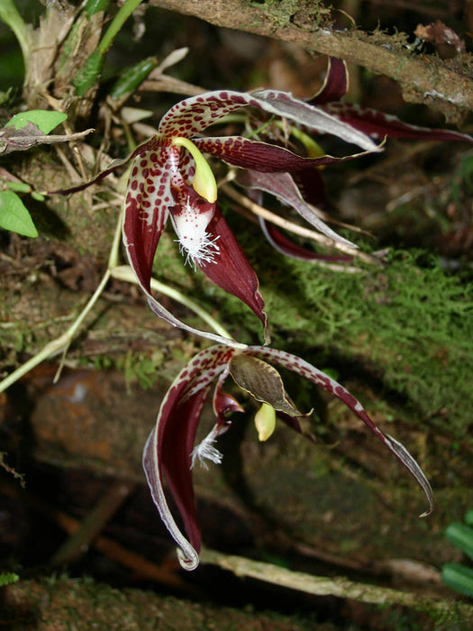 Paphinia neudeckeri