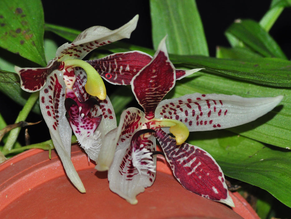 Paphinia rugosa