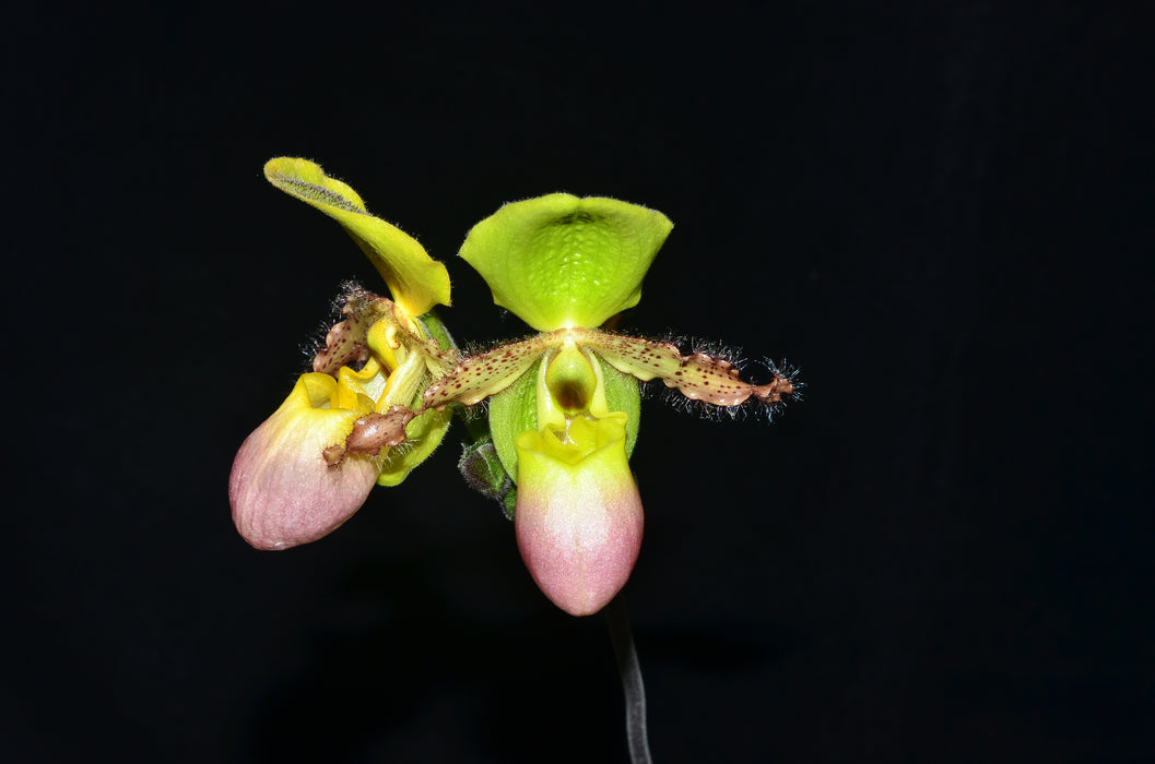 Paphiopedilum Pinocchio