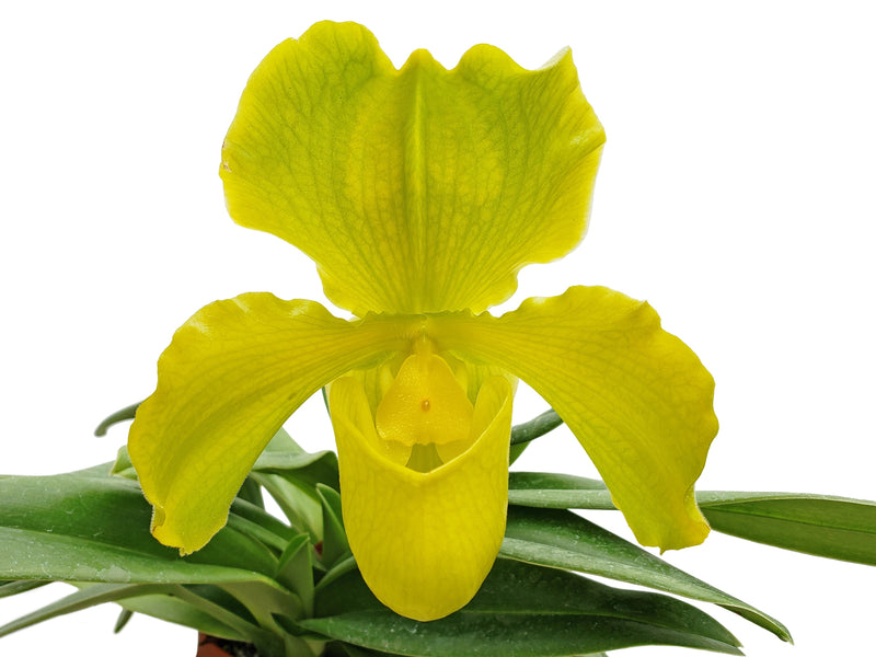 Paphiopedilum Cocoa Green Yearning