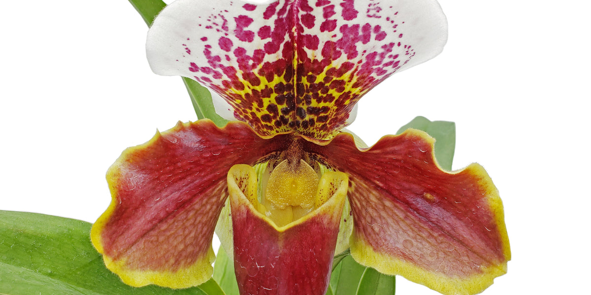 Paphiopedilum Enzan Rose Crown × Enzan Kitty – Complex Slipper Orchid ...
