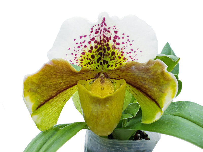 Paphiopedilum Doug Kennedy – Multifloral Slipper Orchid Hybrid ...