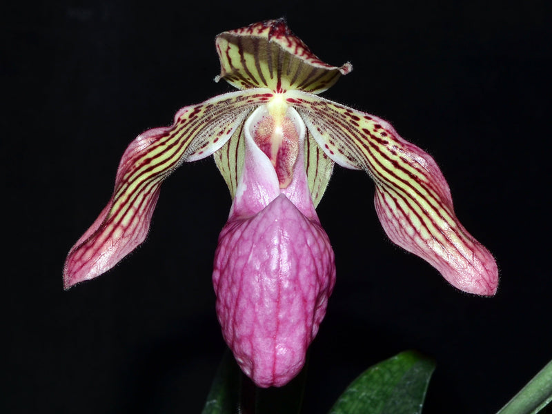 Paphiopedilum Gloria Naugle
