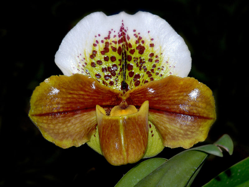 Paphiopedilum Langley Pride