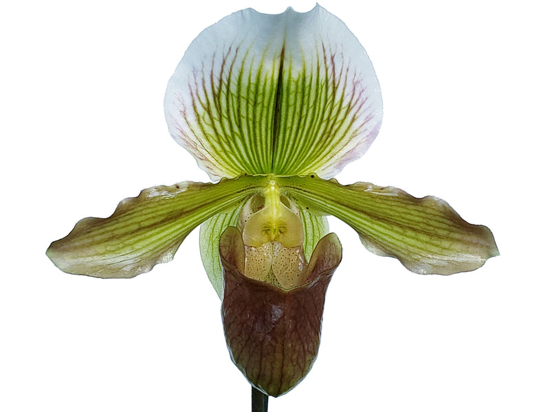 Paphiopedilum Yosemite Moon Ch# 1 x Paph St L C H x Especial Sp 16-1
