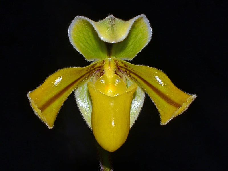 Paphiopedilum druryi x sib (´The King´ AM/AOS x ´Charles´)