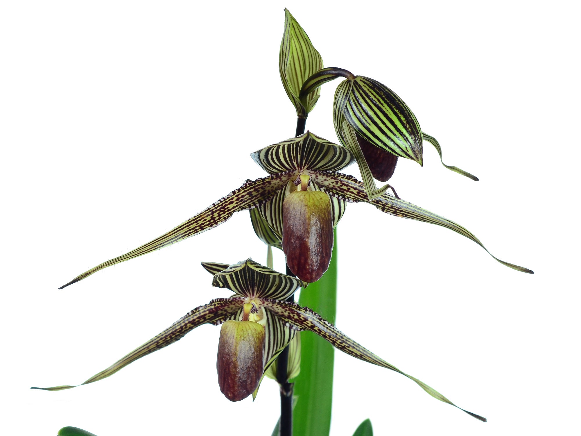 期間限定出品［洋蘭原種］Paph. rothschildianum × sib T♪洋蘭 パフィオrothschildianum(Rex x Colett) 洋ラン 洋蘭.JP