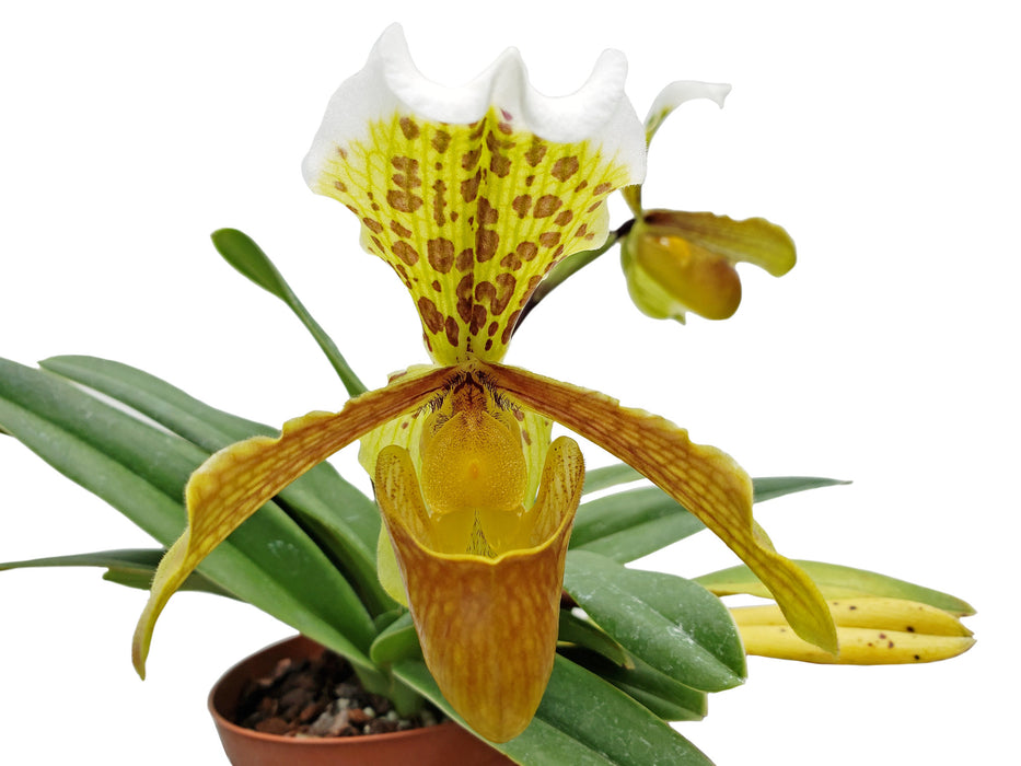 Paphiopedilum insigne