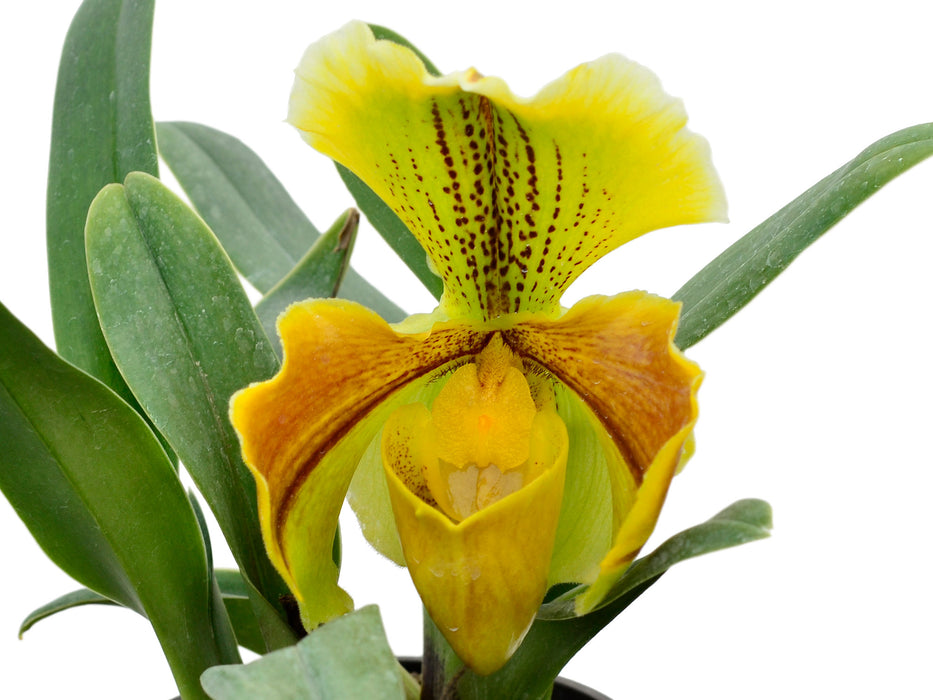 Paphiopedilum Lippewunder