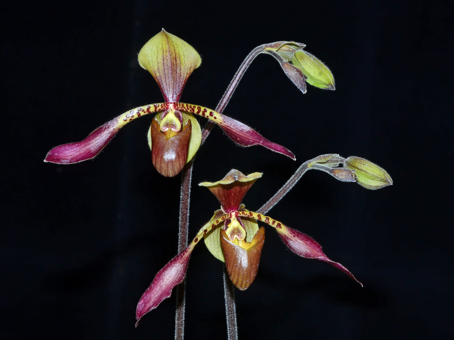 Paphiopedilum lowii