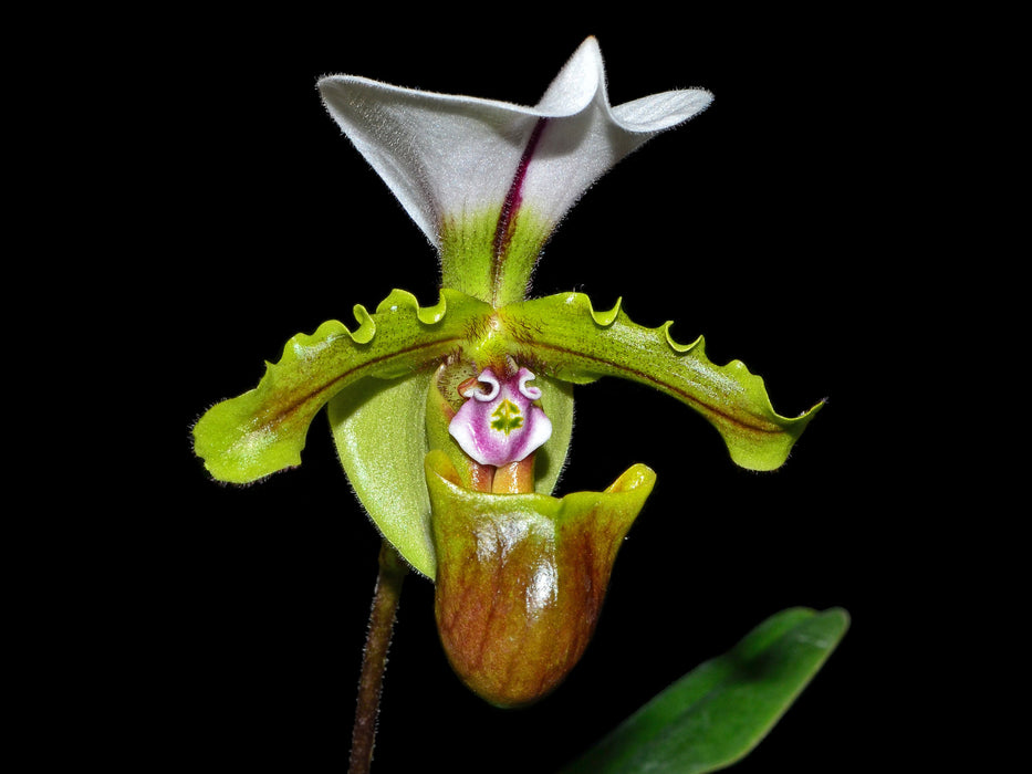 Paphiopedilum spicerianum