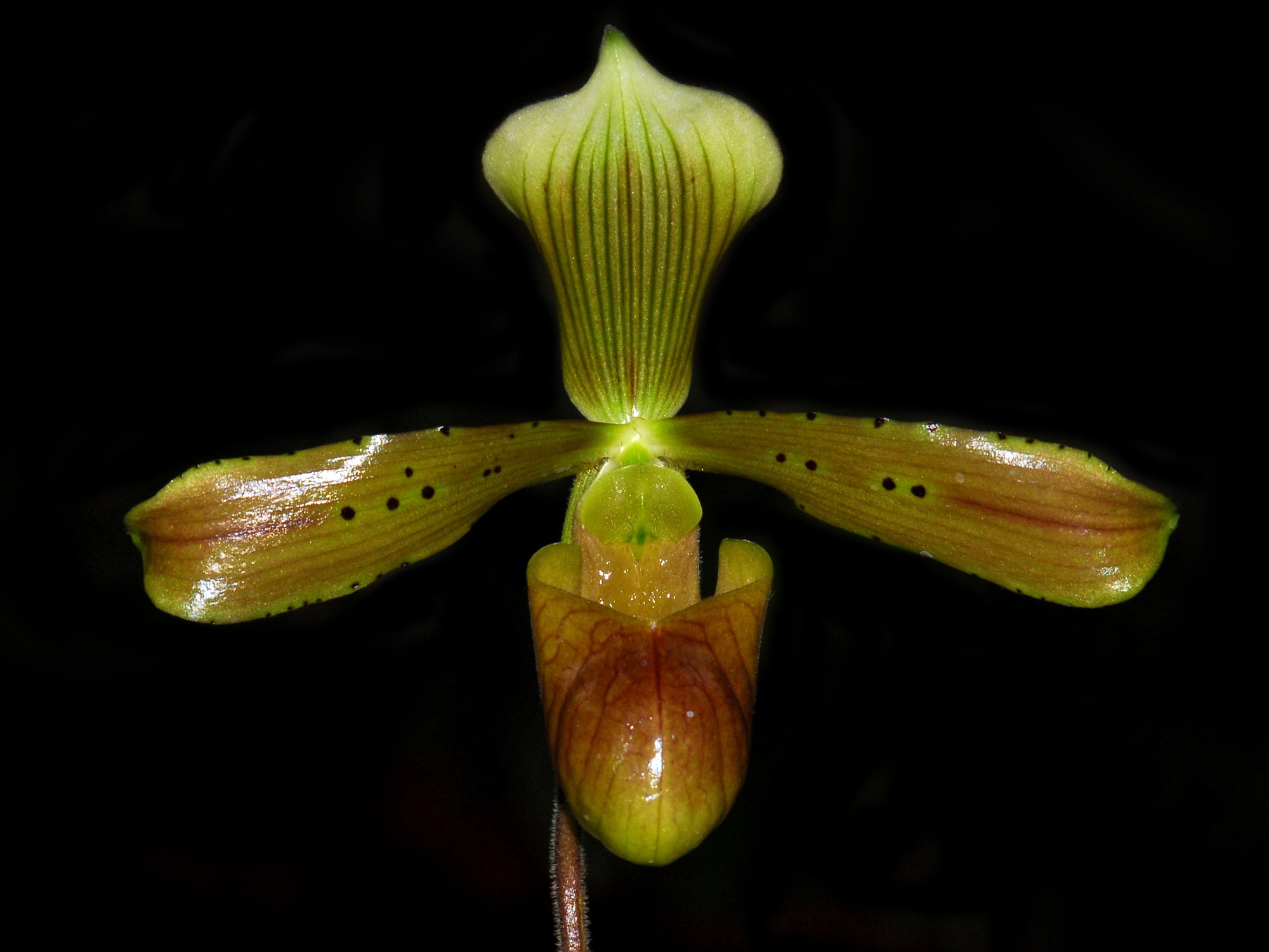 Paphiopedilum tonsum x sib ('I forget' CCM/AOS x 'Salt Coats HCC/AOS)