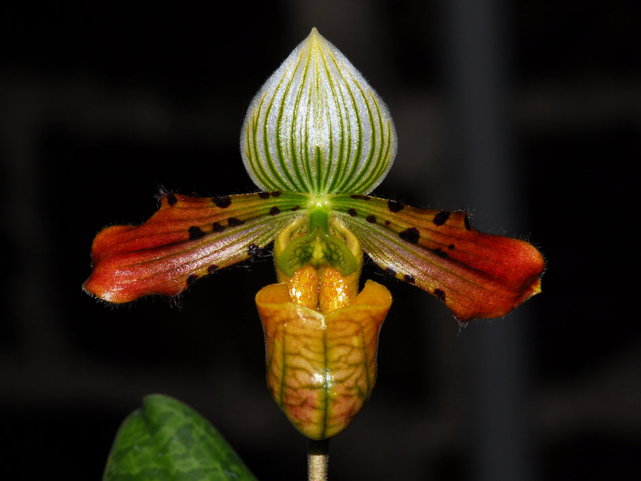 Paphiopedilum venustum (x sib)