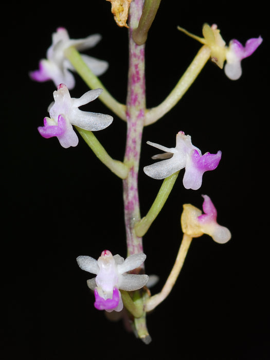 Pelatantheria scolopendrifolia