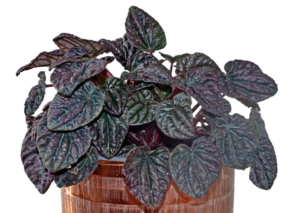 Peperomia caperata