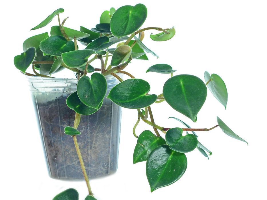 Peperomia eburnea