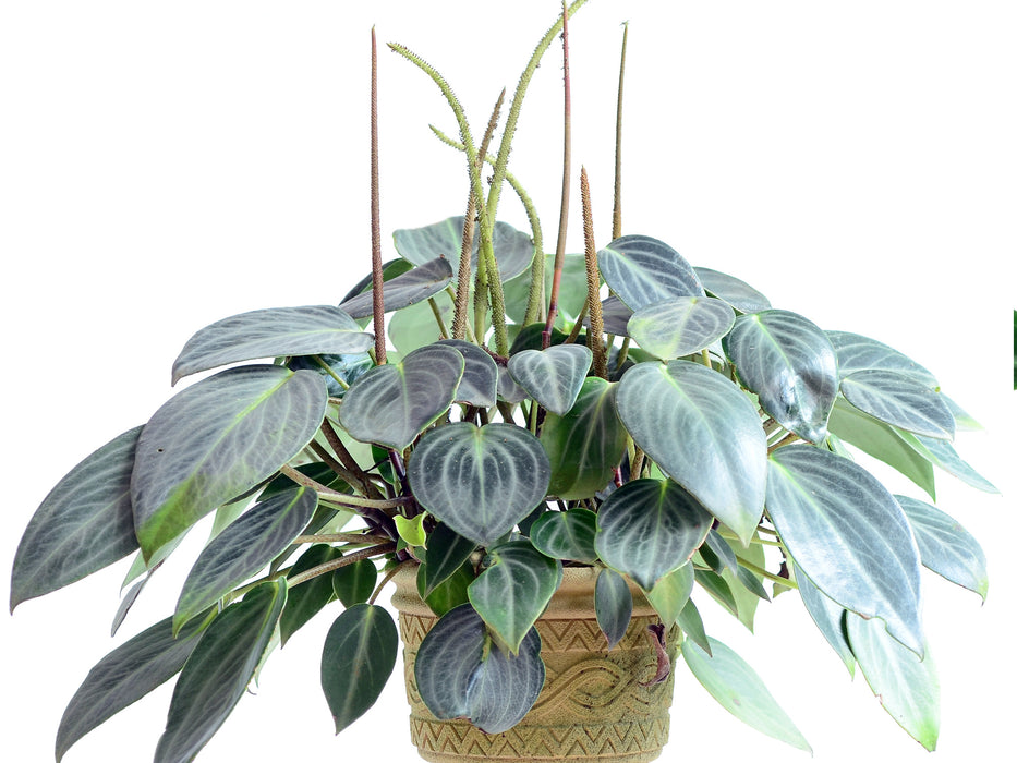 Peperomia maculosa