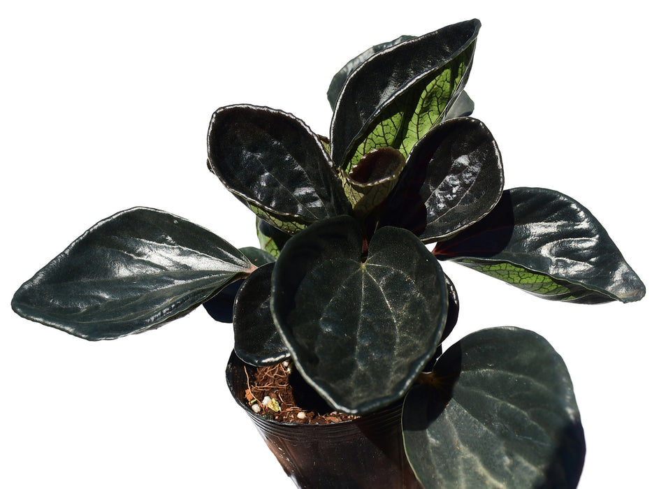 Peperomia marmorata