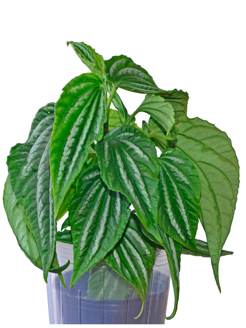 Peperomia sandersii 1