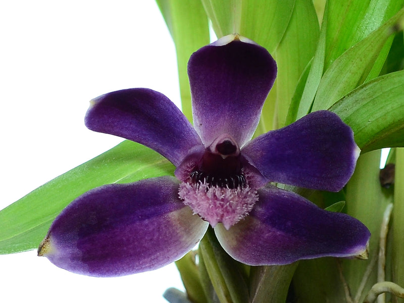 Pescatoria coronaria