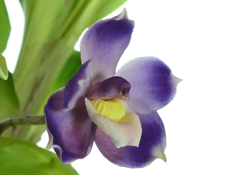 Pescatoria ecuadorana f. blue