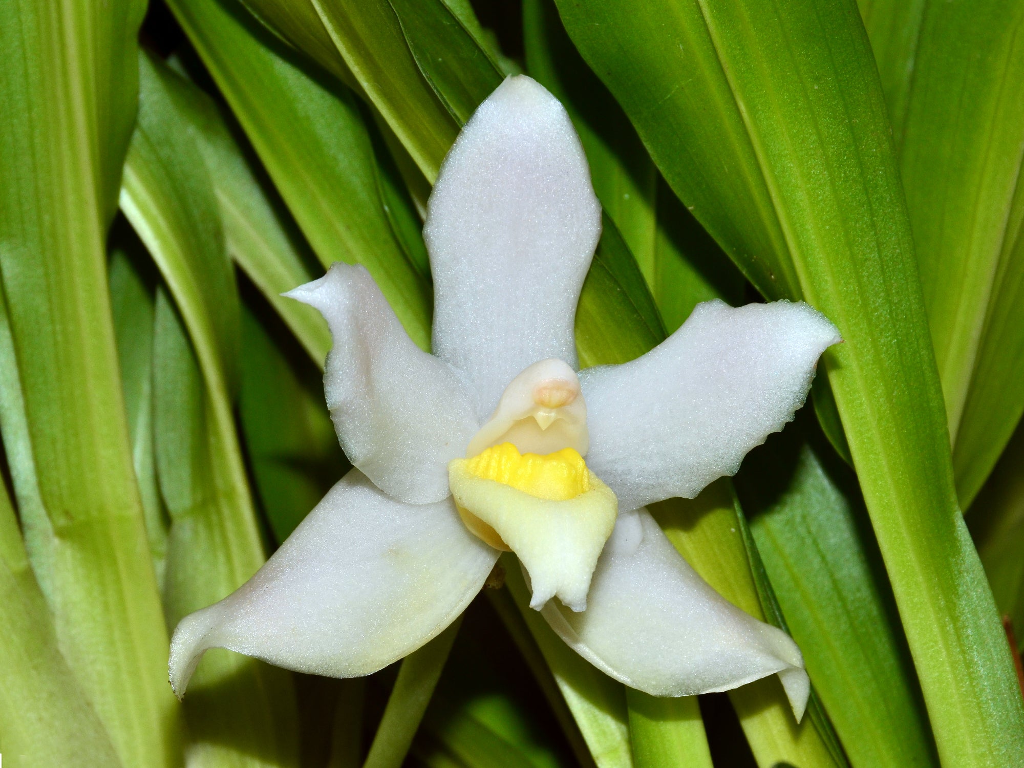 Pescatoria ecuadorana f. alba