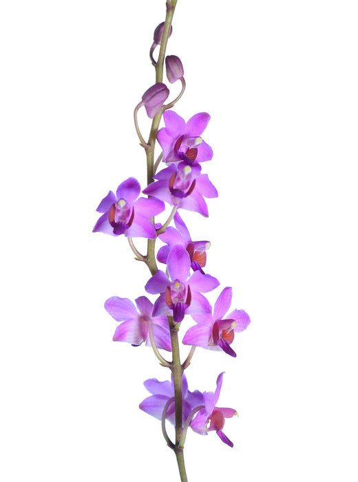 Phalaenopsis pulcherrima var. regnieriana