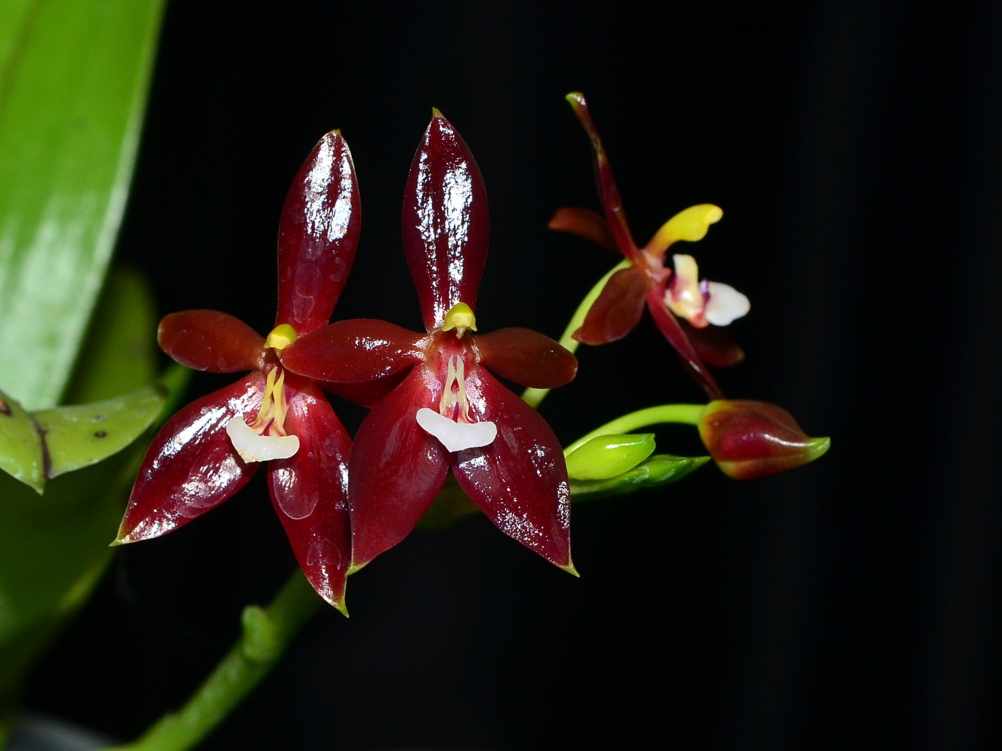Phalaenopsis cornu-cervi var chattaladae x sib