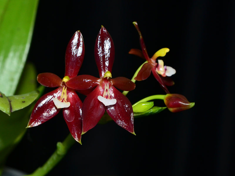 Phalaenopsis cornu-cervi var chattaladae x sib