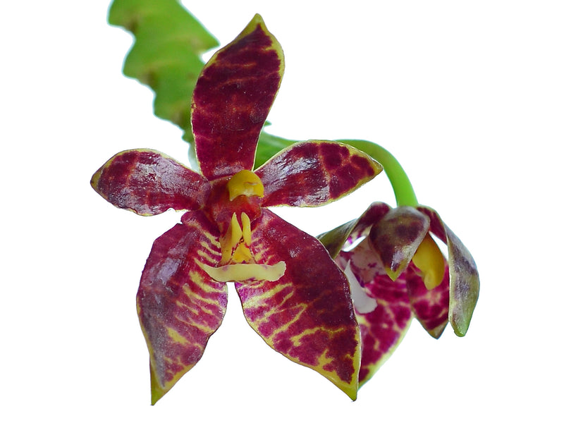 Phalaenopsis cornu-cervi