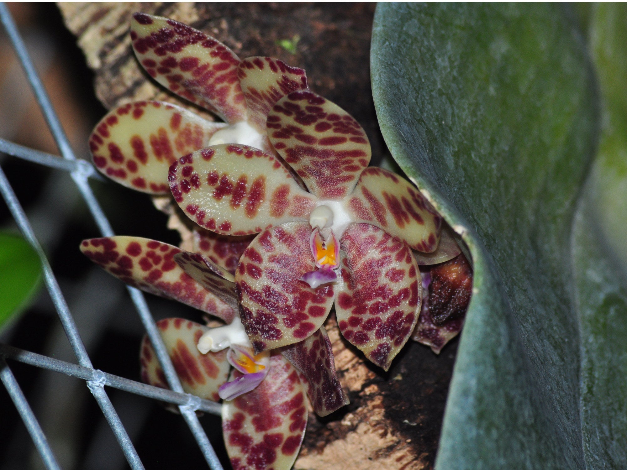 Phalaenopsis gigantea