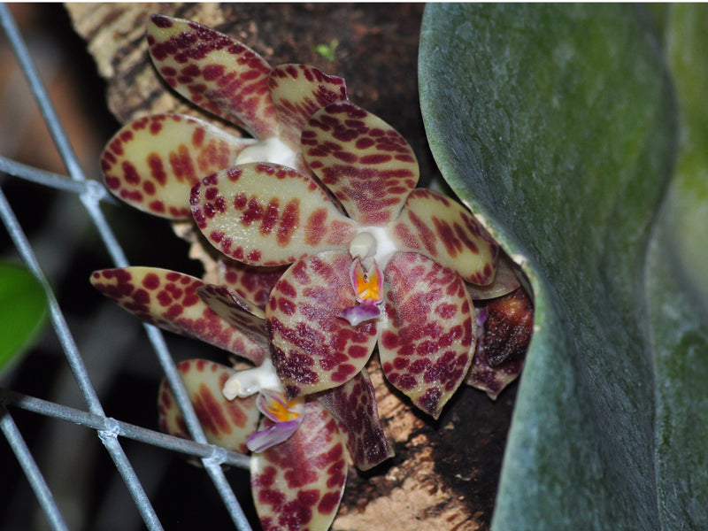 Phalaenopsis gigantea