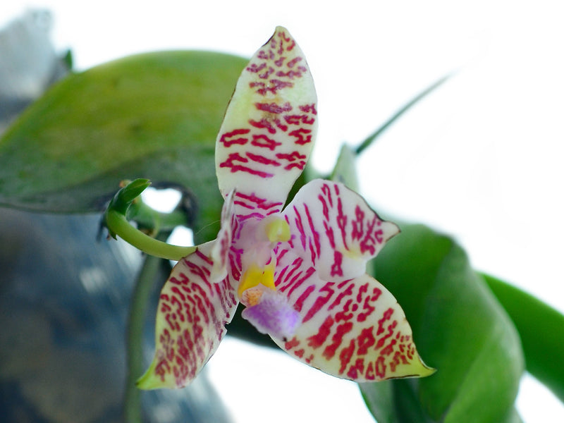 Phalaenopsis lueddemanniana