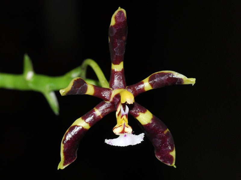 Phalaenopsis mannii