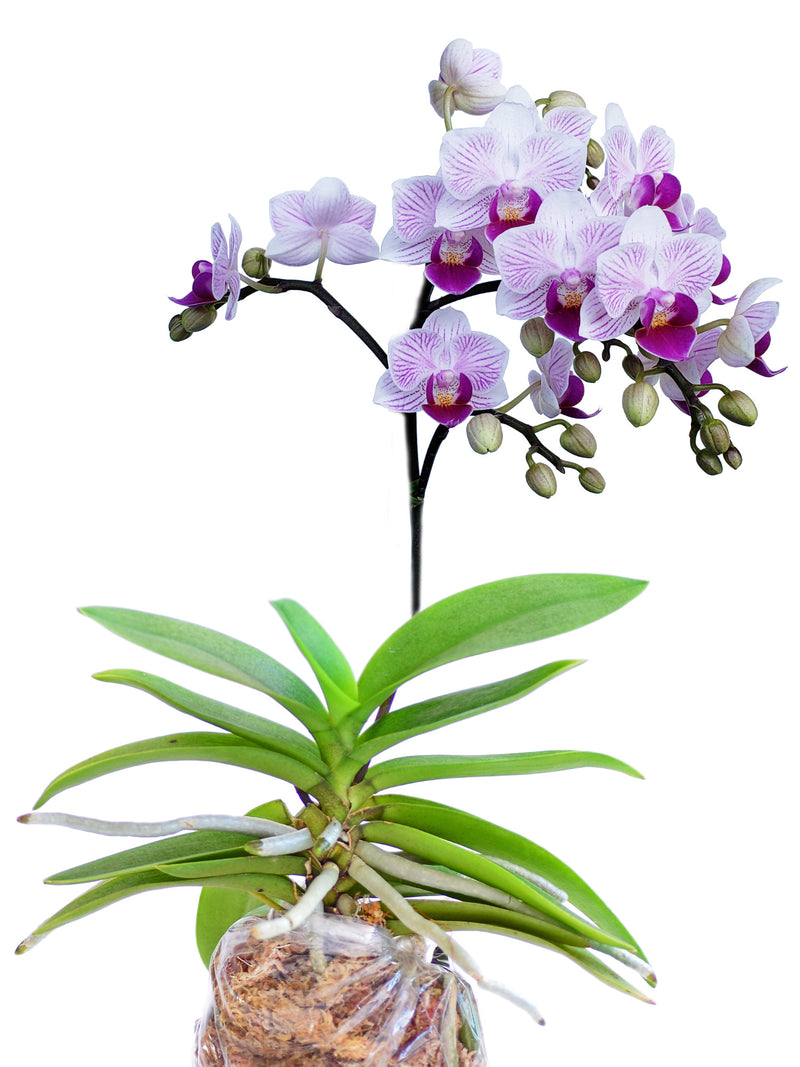 Phalaenopsis pulcherrima