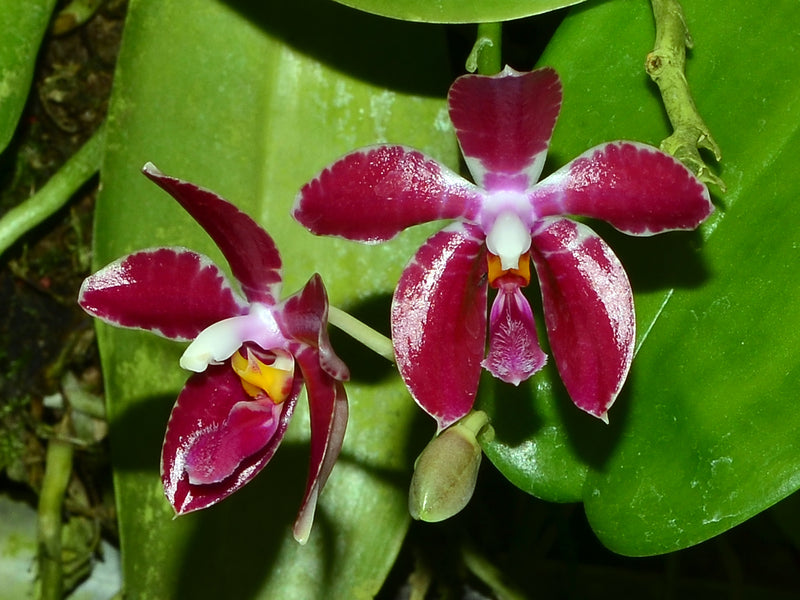 Phalaenopsis pulchra