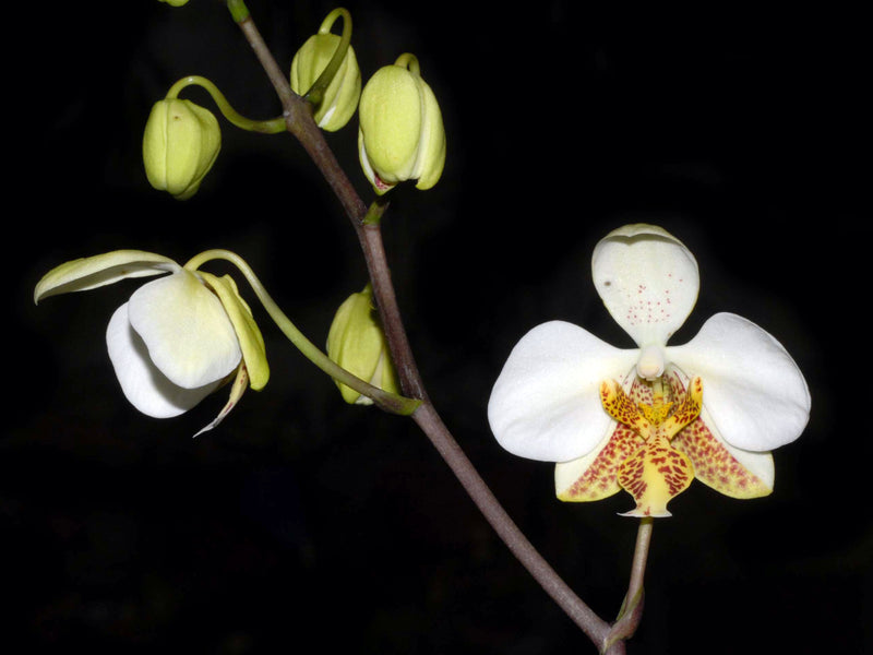 Phalaenopsis stuartiana