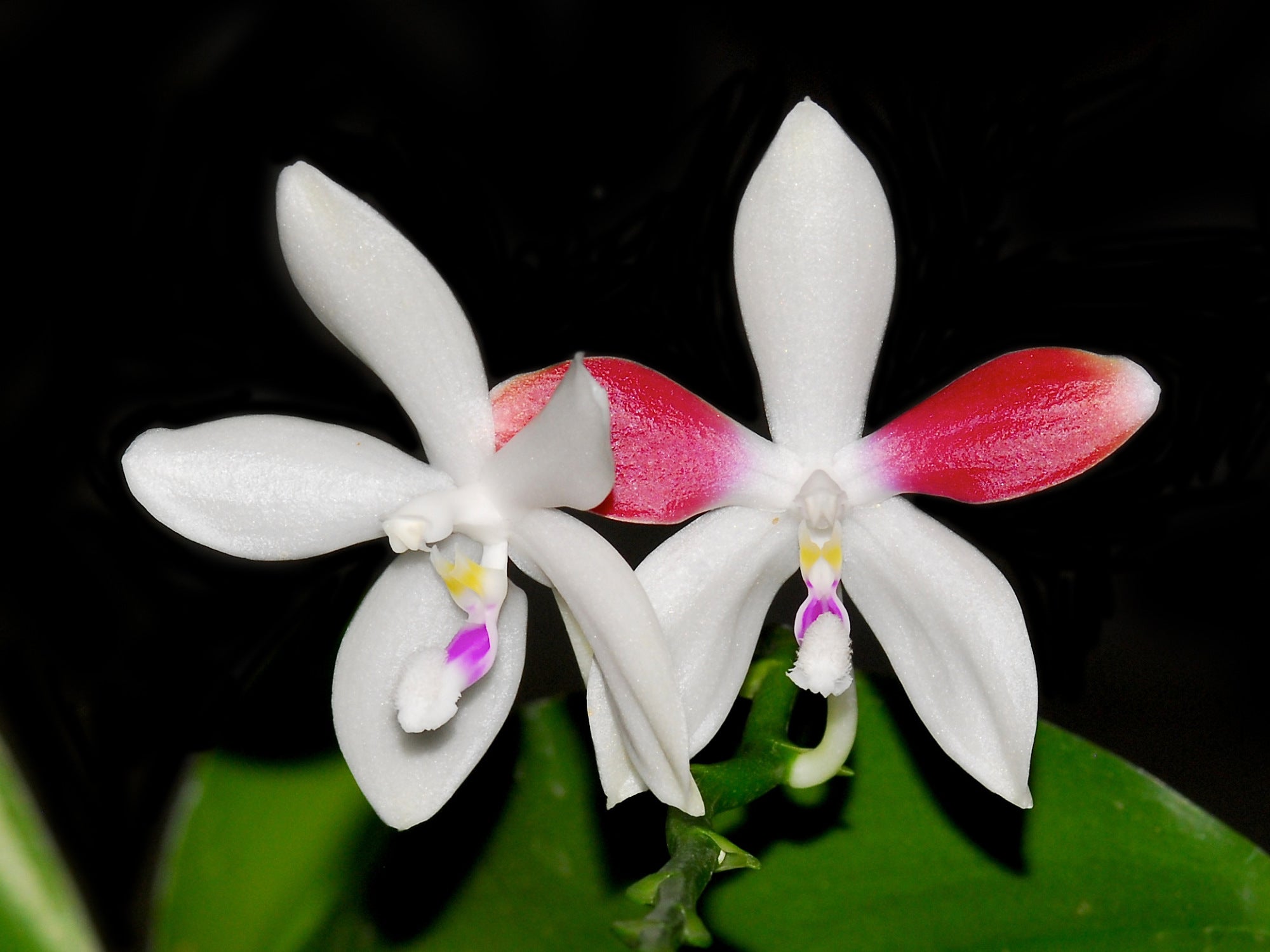 Phalaenopsis tetraspis — Ecuagenera Orquídeas del Ecuador