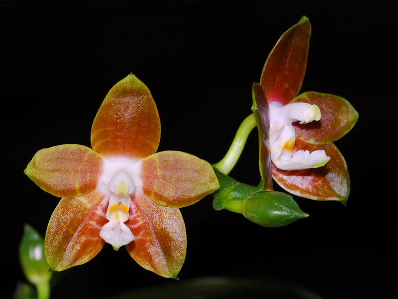 Phalaenopsis venosa