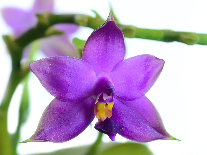 Phalaenopsis violacea