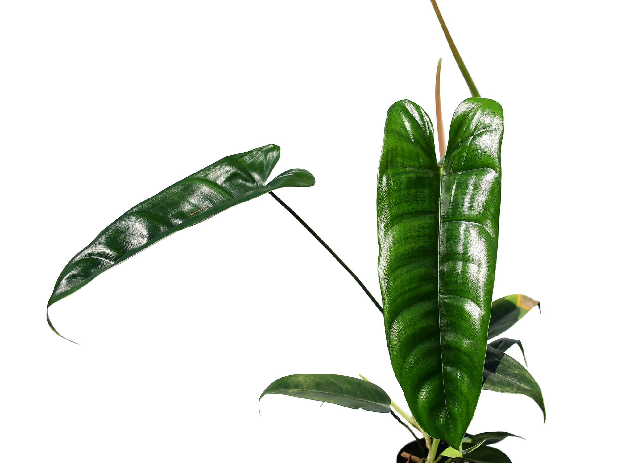 philodendron felix Philodendron Felix