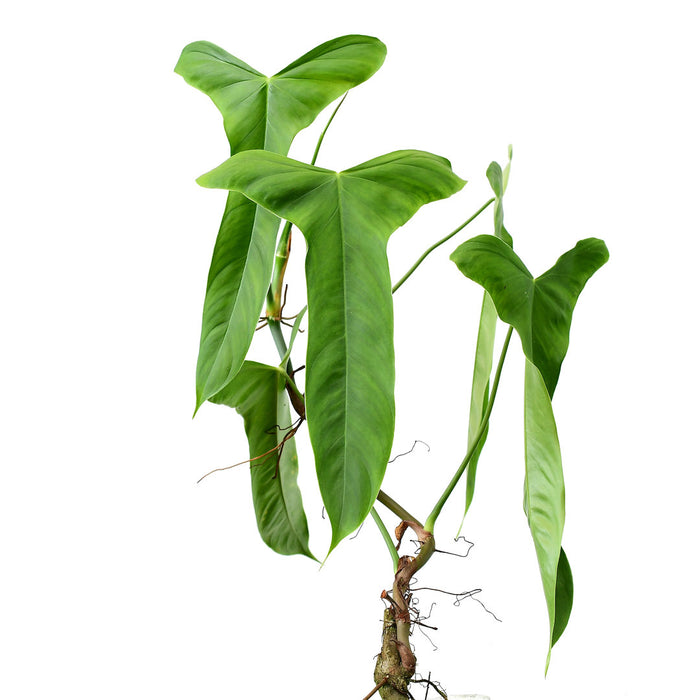 Philodendron balaoanum