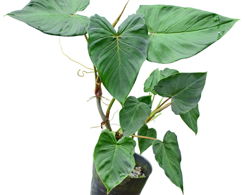 philodendron fibrosum for sale Philodendron fibrosum type